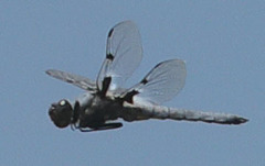 Libellula nodisticta