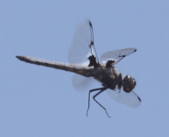 Libellula nodisticta