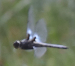 Libellula nodisticta