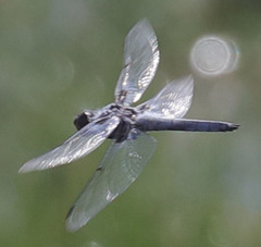 Libellula nodisticta