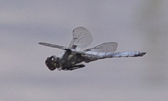 Libellula nodisticta