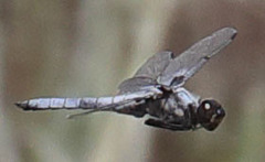 Libellula nodisticta