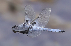 Libellula nodisticta
