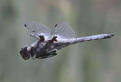 Libellula nodisticta