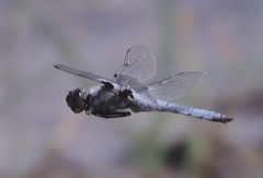Libellula nodisticta