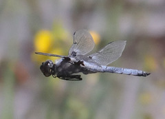 Libellula nodisticta