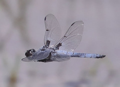 Libellula nodisticta