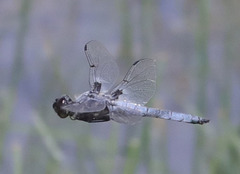Libellula nodisticta
