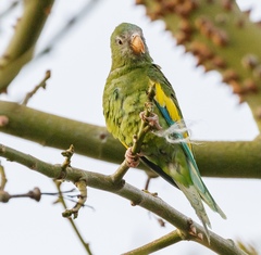 Brotogeris versicolurus