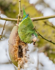 Brotogeris versicolurus