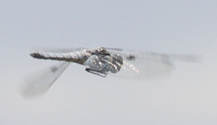 Libellula nodisticta