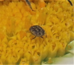 Cimicoidea