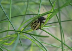 Leptinotarsa lineolata