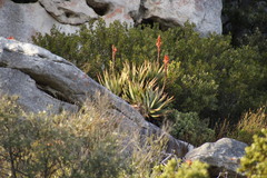 Aloe succotrina