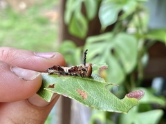 Limenitis arthemis astyanax