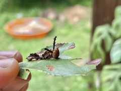 Limenitis arthemis astyanax