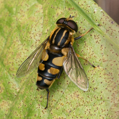 Helophilus obscurus