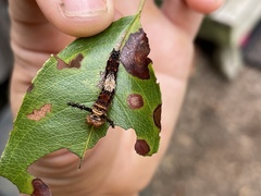 Limenitis arthemis astyanax