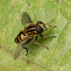Helophilus obscurus