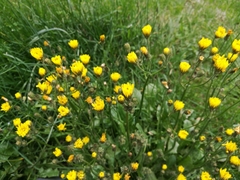 Asteraceae