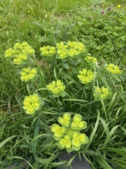 Euphorbia helioscopia