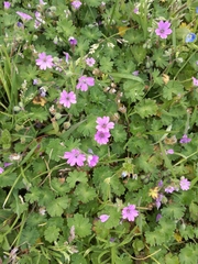 Geranium molle