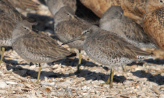 Limnodromus griseus caurinus