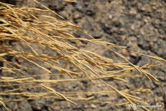 Brachypodium phoenicoides