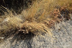 Brachypodium phoenicoides