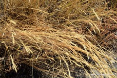 Brachypodium phoenicoides