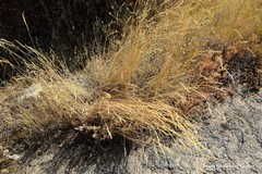 Brachypodium phoenicoides