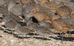 Limnodromus griseus caurinus