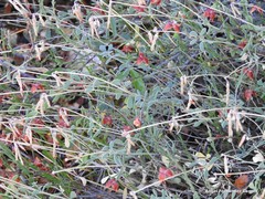 Coronilla minima