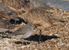 Limnodromus griseus caurinus