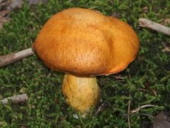 Suillus subaureus