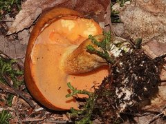 Suillus subaureus
