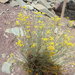 Ajania fruticulosa - Photo (c) cnarraway, algunos derechos reservados (CC BY-NC), subido por cnarraway