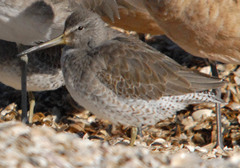 Limnodromus griseus caurinus