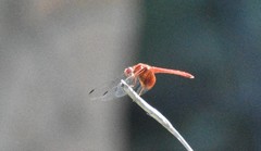 Dythemis maya