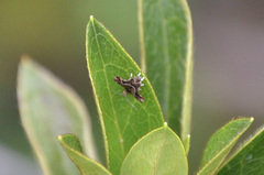 Choreutis emplecta