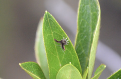 Choreutis emplecta