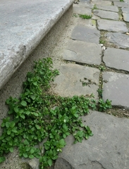 Stellaria media