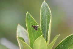 Choreutis emplecta