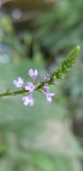 Verbena menthifolia