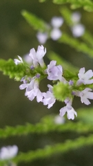 Verbena menthifolia