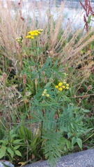 Tanacetum vulgare