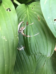 Galerucella calmariensis