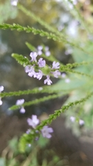Verbena menthifolia