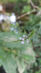 Verbena menthifolia