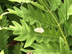 Macrochilo litophora